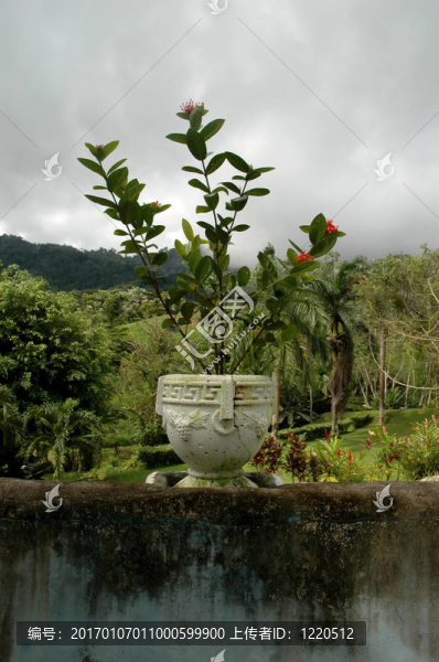 花盆