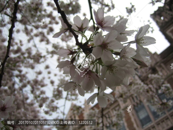 櫻花