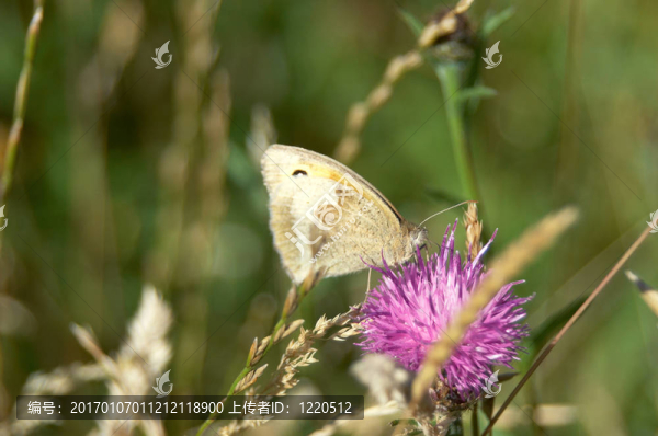 飛蛾-匯圖網(wǎng) www.fosd68.com 飛蛾