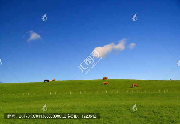 夏季放牧