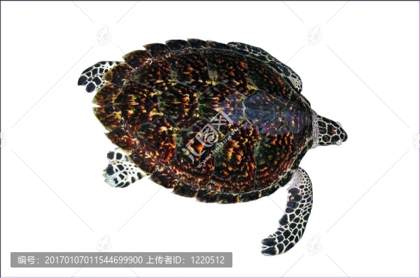 海龜