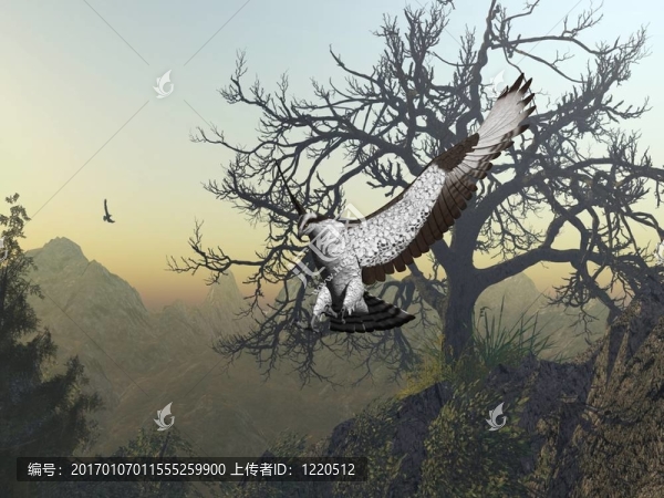 鷹-匯圖網(wǎng) www.fosd68.com 鷹