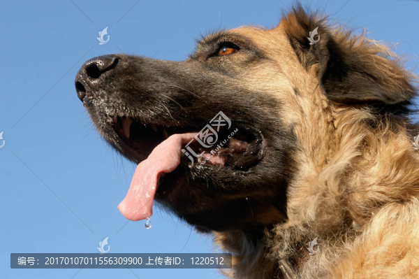 萊昂貝格犬