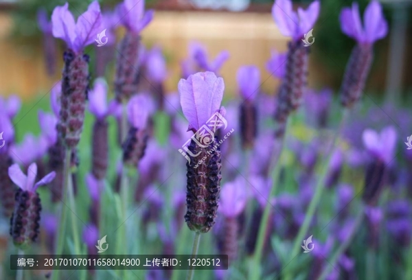 薰衣草