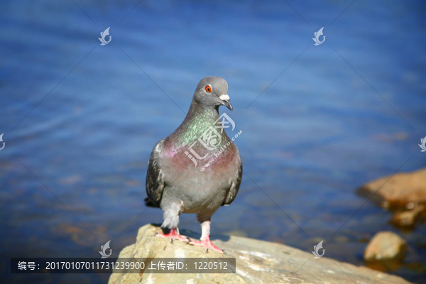 鴿子