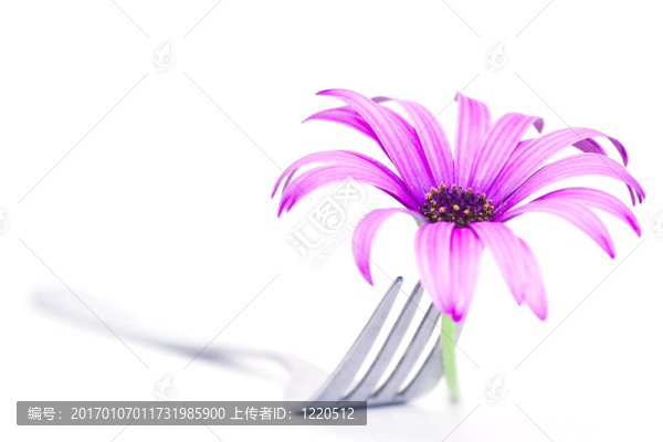 叉和花