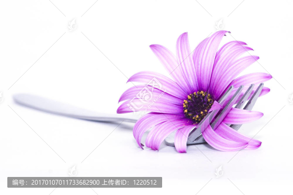叉和花