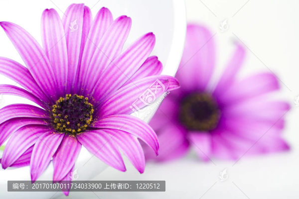 板和花