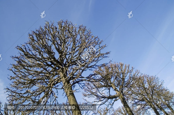 天空背景下的樹木