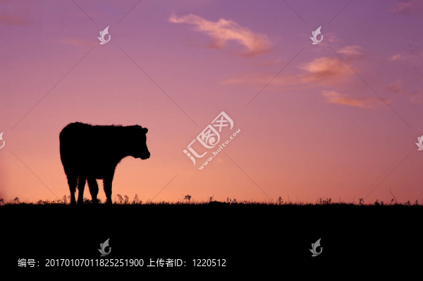 牛的剪影