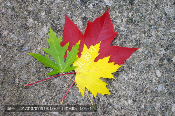 紅色；黃色；Gre