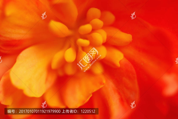 極端的花朵