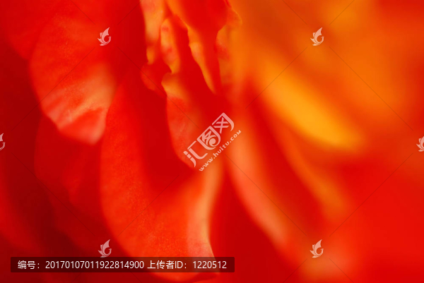 極端的花朵