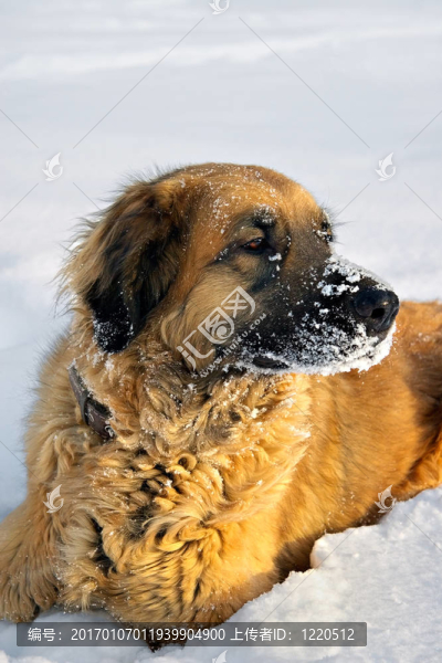 狗在蓬松的雪上