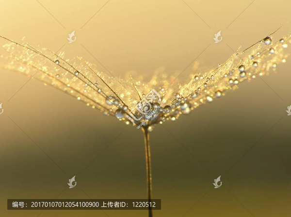 蒲公英的種子