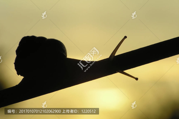黑蝸牛