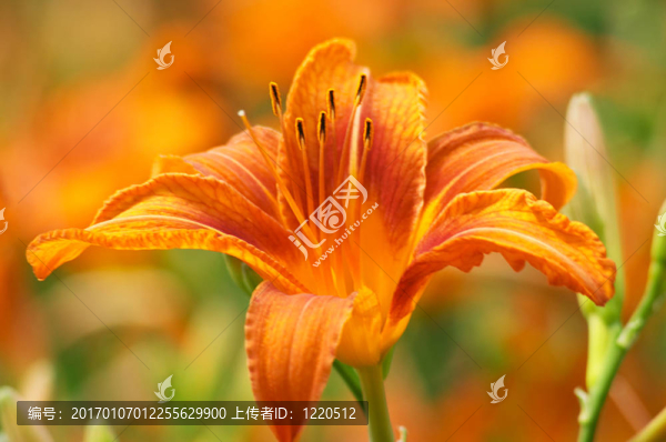 橙色百合