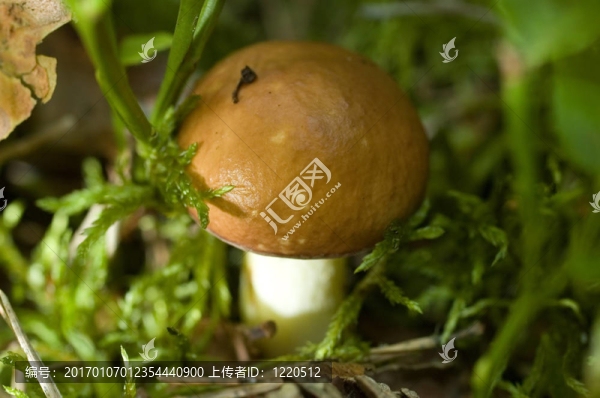 蘑菇