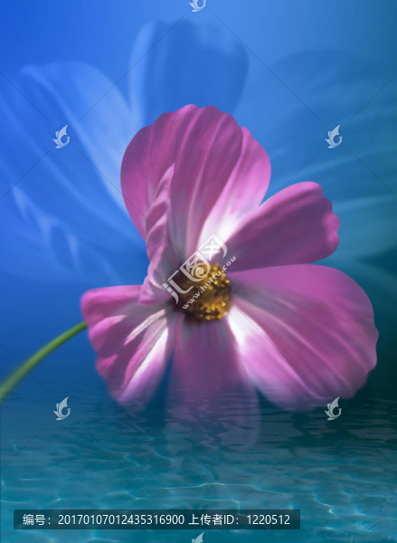 宇宙花在水里