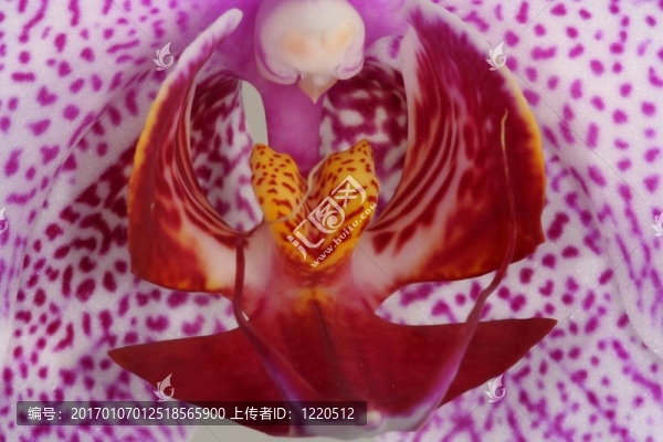 蘭花特寫