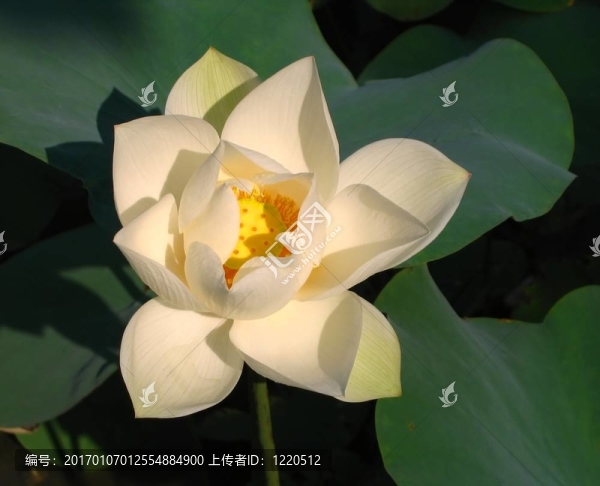 蓮花