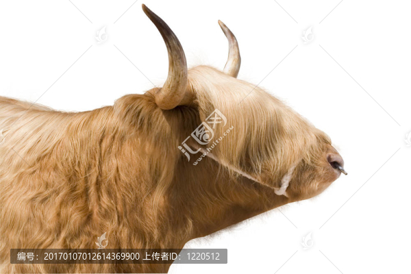 高地牛