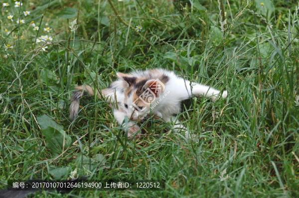 貓-匯圖網(wǎng) www.fosd68.com 貓