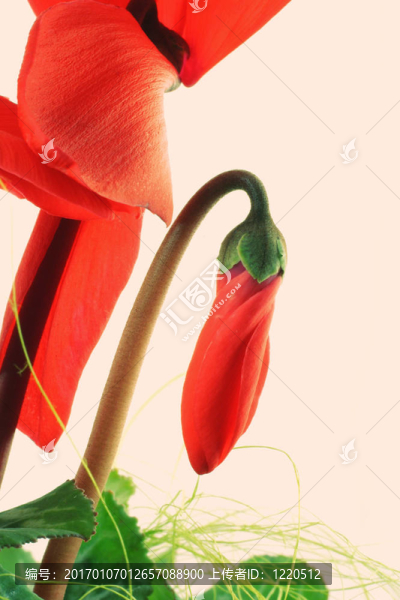 摘要紅的花