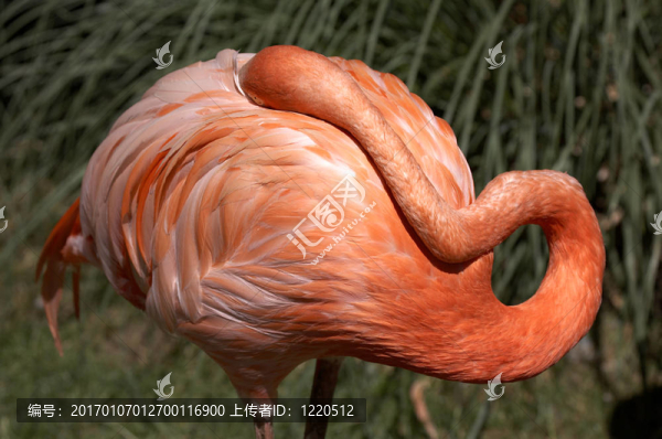 單瓣粉紅色火烈鳥