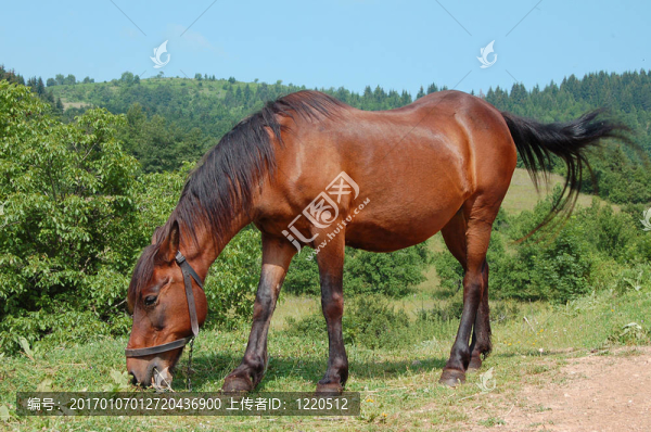 馬