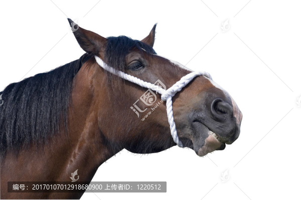夏爾馬