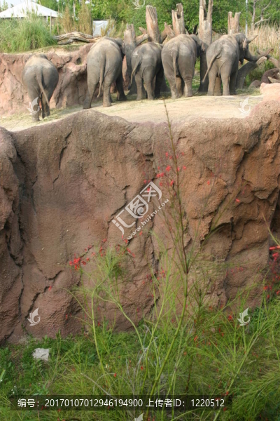 大象在動物園