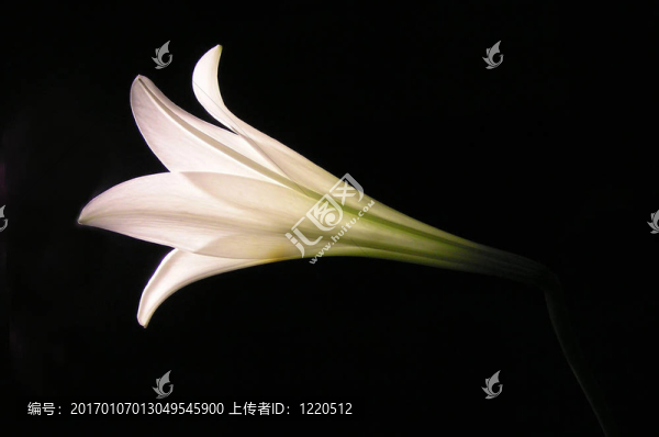 白百合