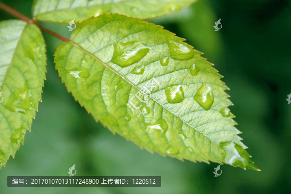 葉上的雨