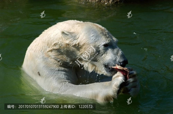 北極熊的午餐