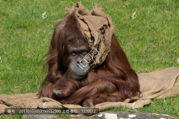 Orang,utan和袋