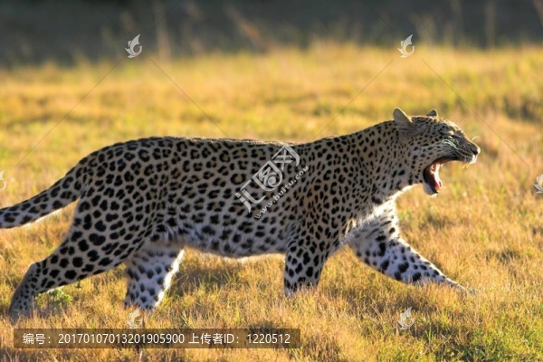 lopard打哈欠