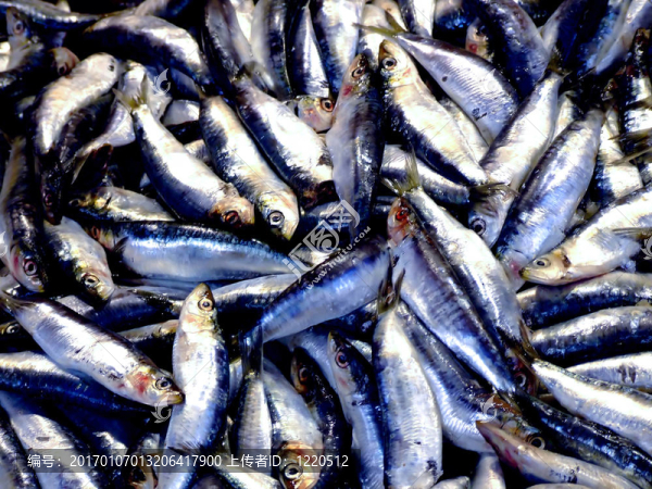 一堆海魚