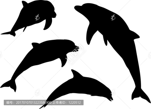 海豚的輪廓