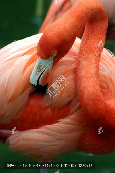 火烈鳥疏導(dǎo)