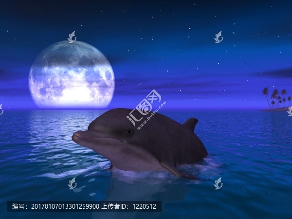 海豚