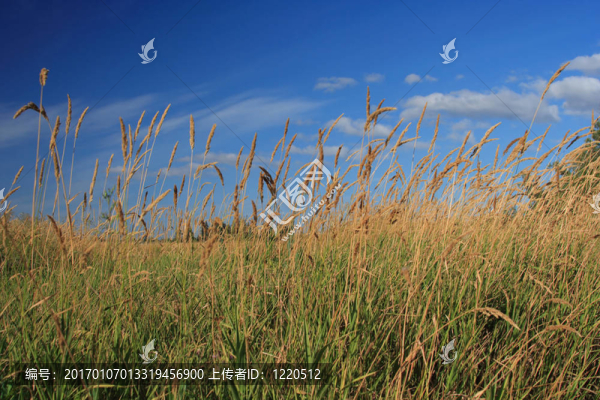 草地-匯圖網(wǎng) www.fosd68.com 草地
