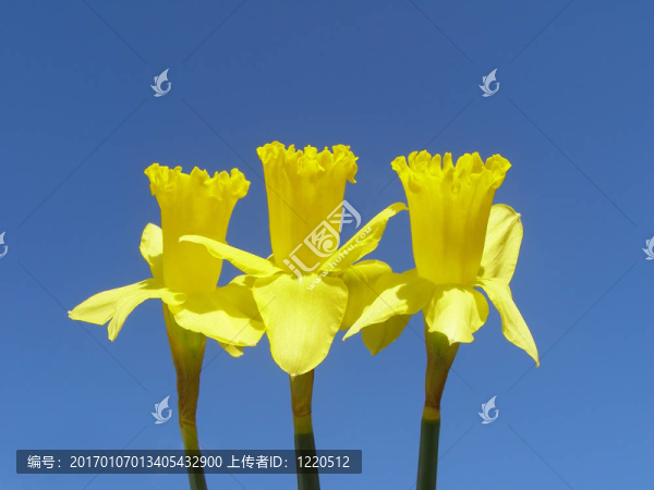 水仙花
