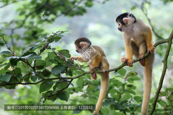 兩個嬰兒squirrelmonkey外冒險