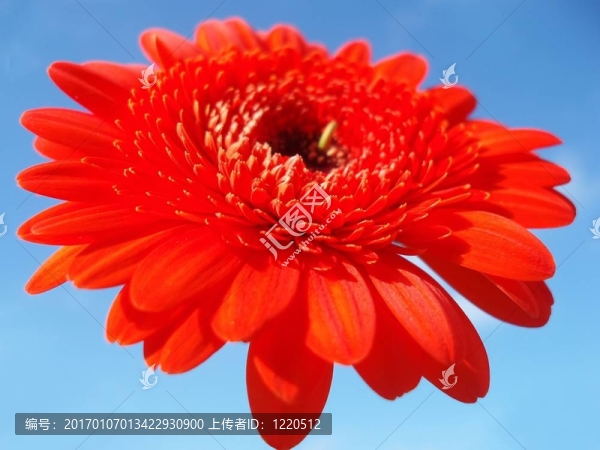 紅太陽