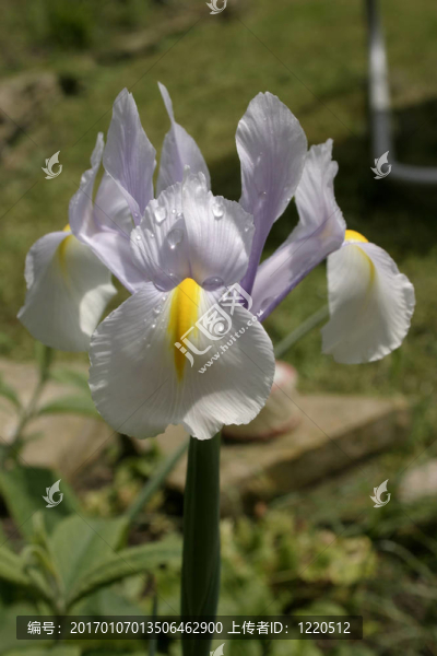 雨后的虹膜