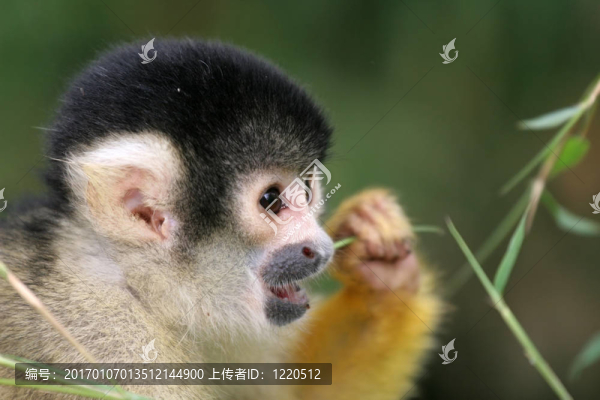 松鼠吃猴子-匯圖網(wǎng) www.fosd68.com 松鼠吃猴子