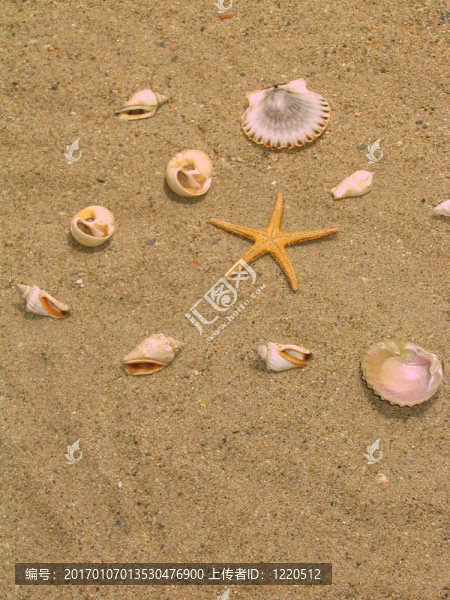 海灘上的東西