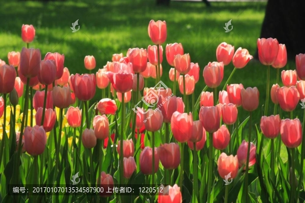 粉紅色的tulilps