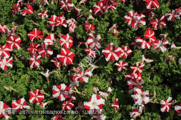 條紋小號(hào)花